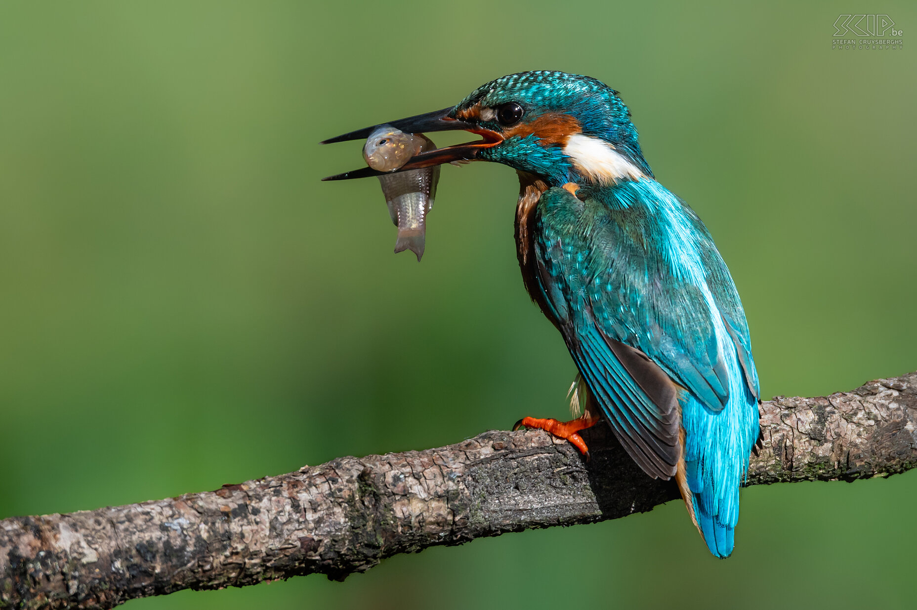 Kingfisher Some of my best images from recent years of one of the most beautiful birds in our country; the kingfisher. Stefan Cruysberghs